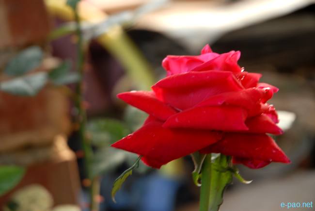 A deep Red Rose :: March 2010