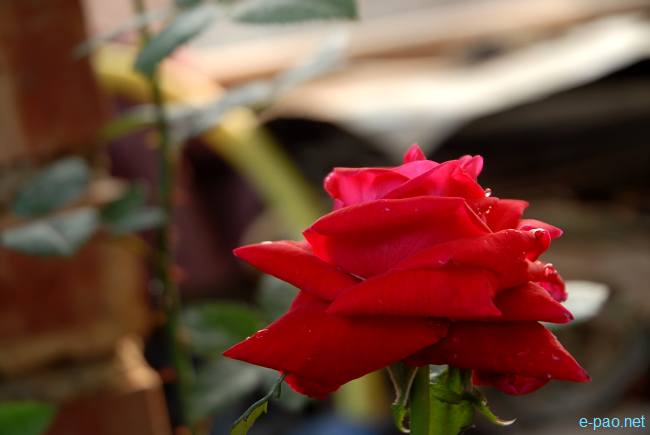 A deep Red Rose :: March 2010