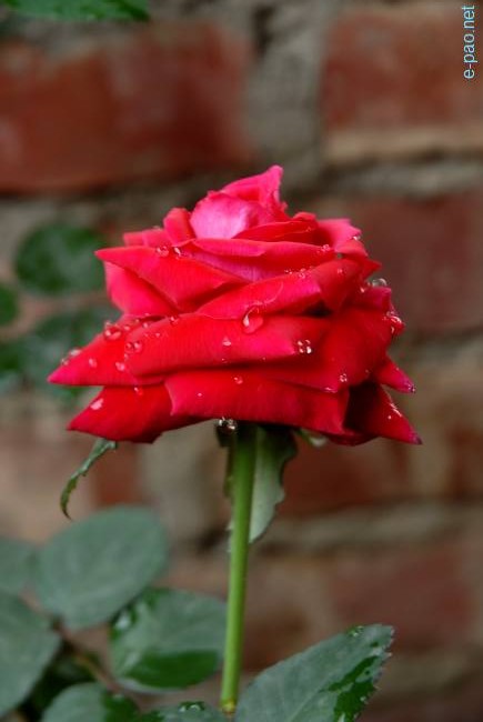 A deep Red Rose :: March 2010