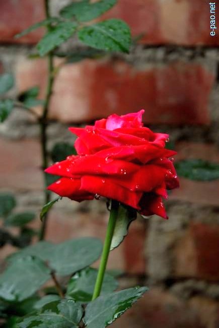 A deep Red Rose :: March 2010