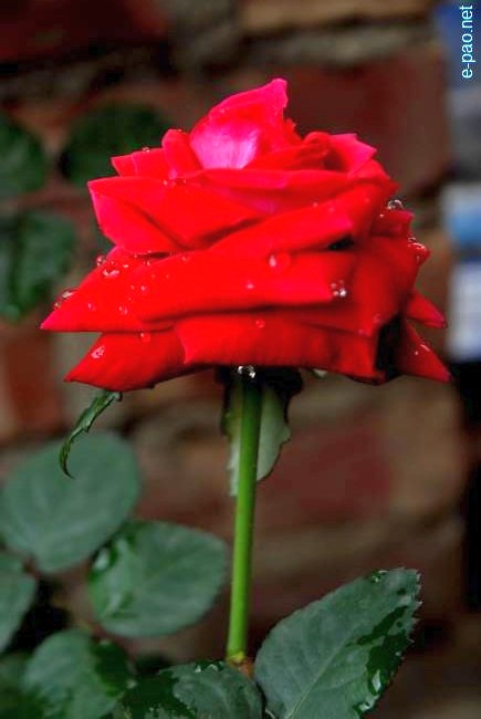 A deep Red Rose :: March 2010