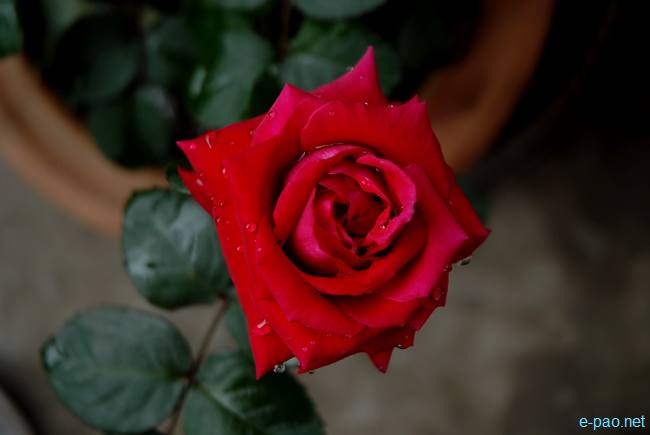 A deep Red Rose :: March 2010