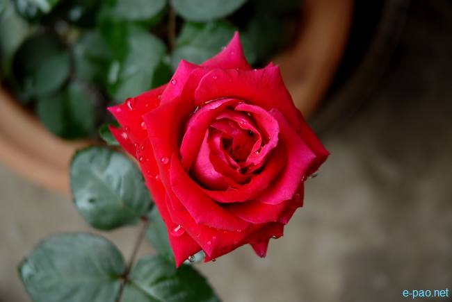 A deep Red Rose :: A present on the occassion of Valentine's Day 2020