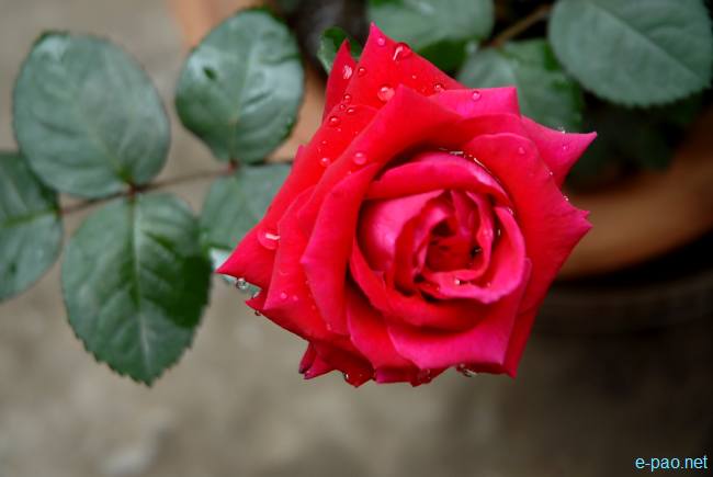 A deep Red Rose :: March 2010