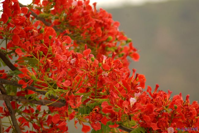 Flower in Spring time, Imphal Manipur :: April 2010