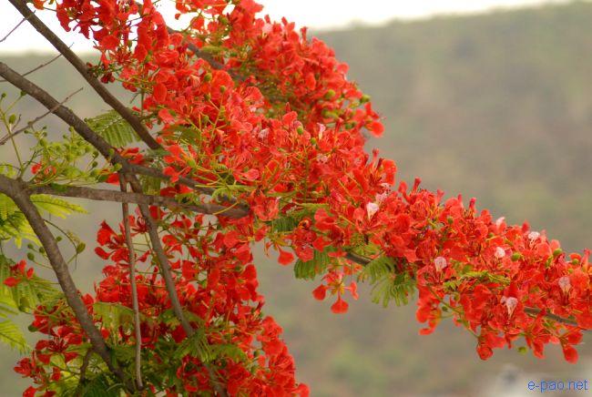 Flower in Spring time, Imphal Manipur :: April 2010