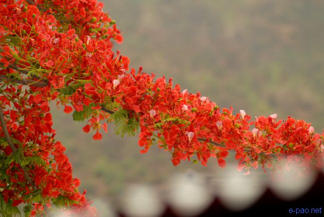 Flower in Spring time, Imphal Manipur :: April 2010