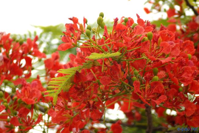 Flower in Spring time, Imphal Manipur :: April 2010