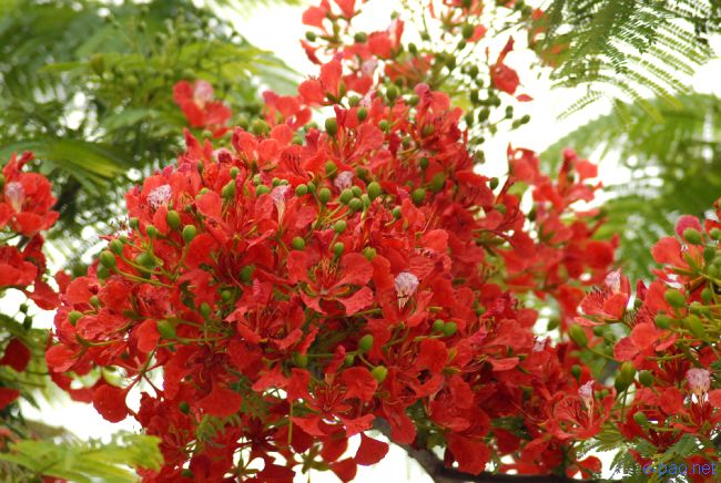 Flower in Spring time, Imphal Manipur :: April 2010