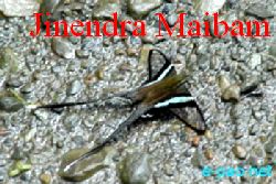 Unknown Butterfly found in Manipur  :: July 10 2011