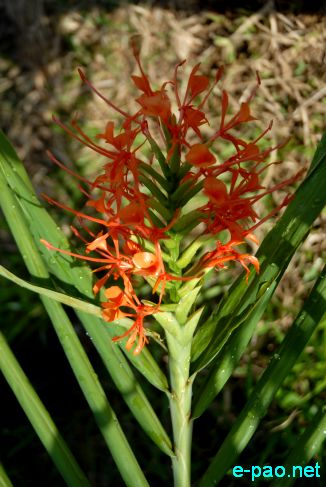 Ingellei  - Hedychium coccineum 'Disney' :: July 10 2011