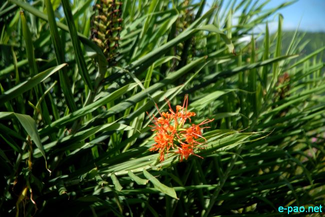 Ingellei  - Hedychium coccineum 'Disney' :: July 10 2011