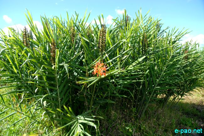 Ingellei  - Hedychium coccineum 'Disney' :: July 10 2011