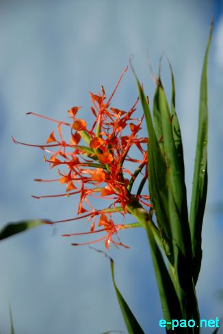 Ingellei  - Hedychium coccineum 'Disney' :: July 10 2011