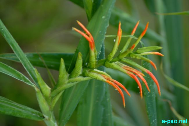 Ingellei  - Hedychium coccineum 'Disney' :: July 10 2011