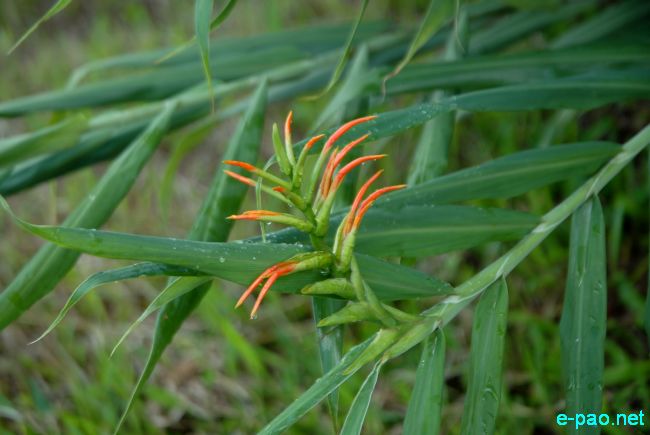 Ingellei  - Hedychium coccineum 'Disney' :: July 10 2011