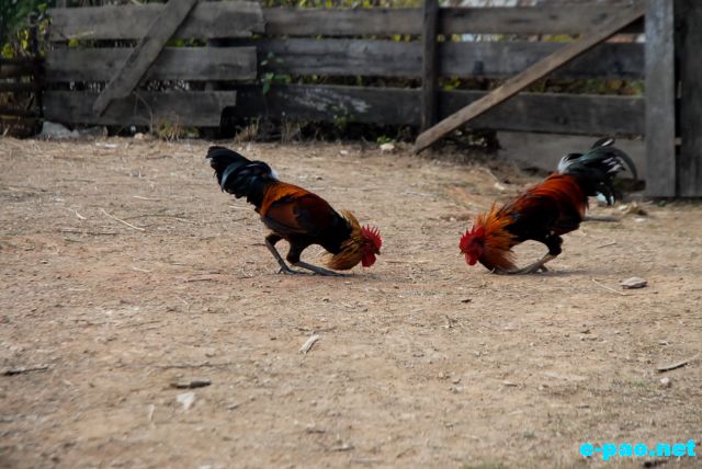 Cock as witnessed at Maokot, Indo-Burma Border (Ukhrul District) in January 2011 