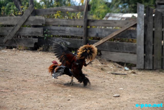 Cock Fighting as witnessed at Maokot, Indo-Burma Border (Ukhrul District)  :: January 2011