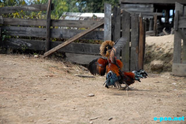 Cock Fighting as witnessed at Maokot, Indo-Burma Border (Ukhrul District)  :: January 2011