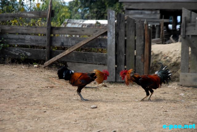 Cock Fighting as witnessed at Maokot, Indo-Burma Border (Ukhrul District)  :: January 2011