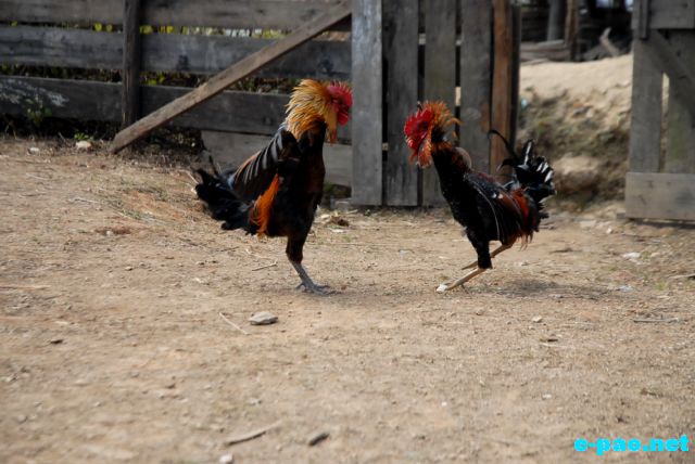 Cock Fighting as witnessed at Maokot, Indo-Burma Border (Ukhrul District)  :: January 2011