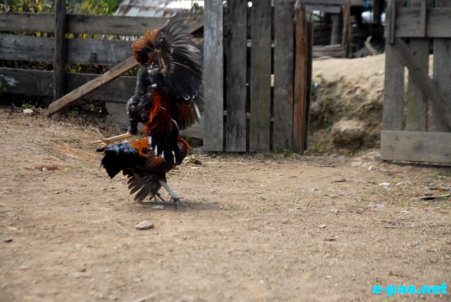 Cock Fighting as witnessed at Maokot, Indo-Burma Border (Ukhrul District)  :: January 2011