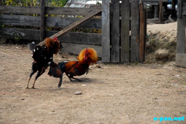 Cock Fighting as witnessed at Maokot, Indo-Burma Border (Ukhrul District)  :: January 2011