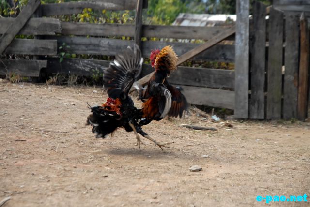 Cock Fighting as witnessed at Maokot, Indo-Burma Border (Ukhrul District)  :: January 2011