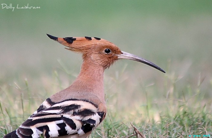 Common Hoopoe - Chongnaraba - Birds of Manipur through the lenses of Dolly Laishram :: June 2012