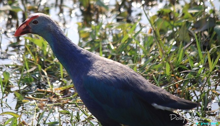 Purple Swamphen - Umu - Birds of Manipur through the lenses of Dolly Laishram :: June 2012