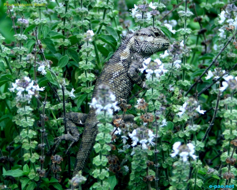 Flora and Fauna in Manipur during the summer heat of May 2012 ::  May 2012