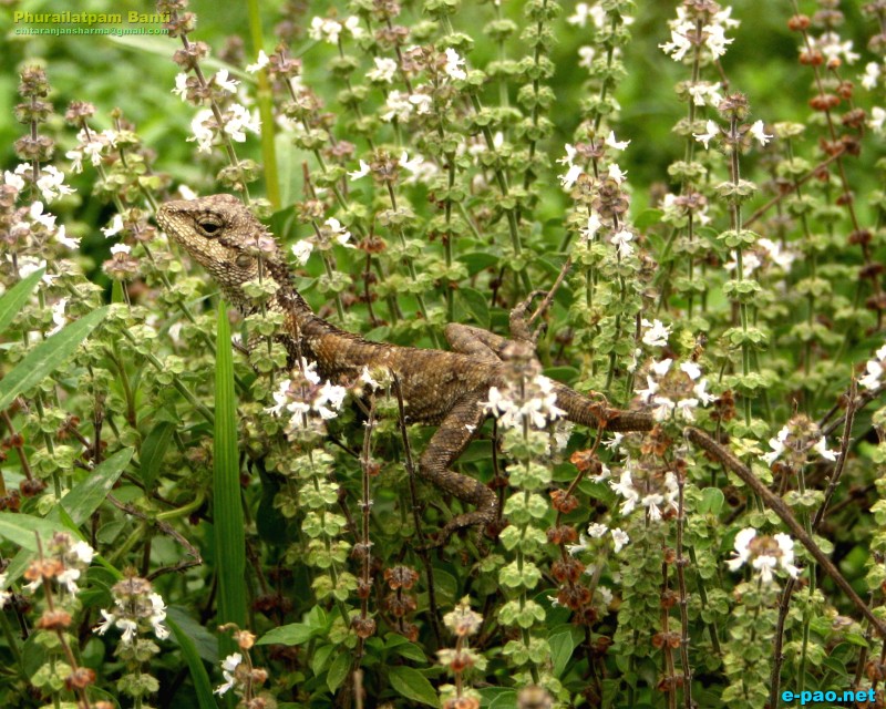 Flora and Fauna in Manipur during the summer heat of May 2012 ::  May 2012