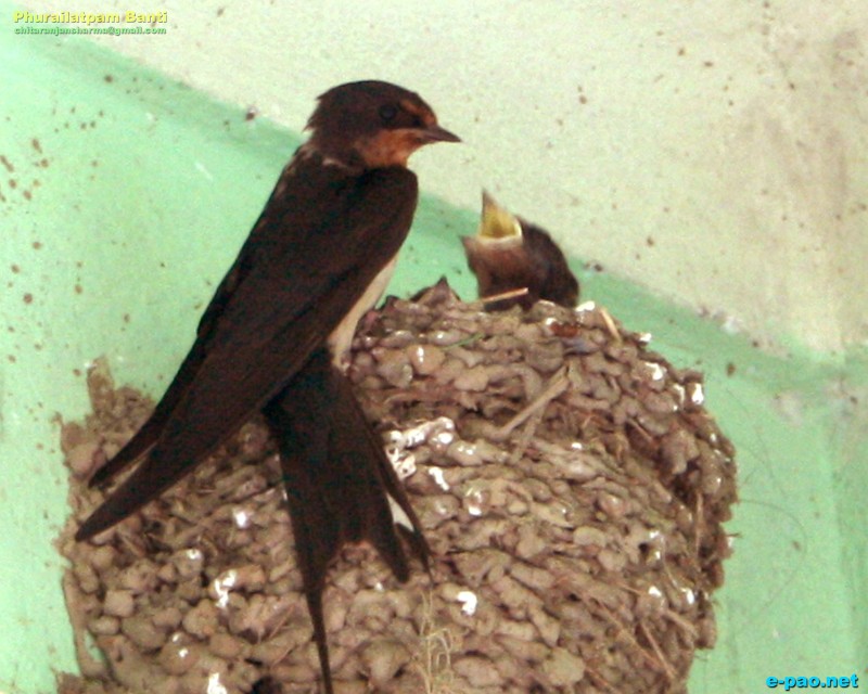 Flora and Fauna in Manipur during the summer heat of May 2012 ::  May 2012