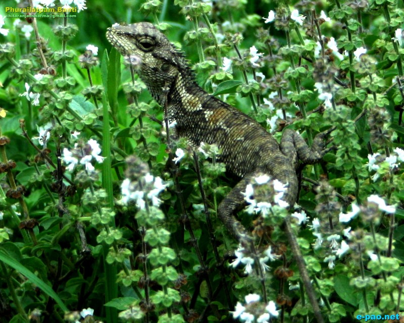 Flora and Fauna in Manipur during the summer heat of May 2012 ::  May 2012