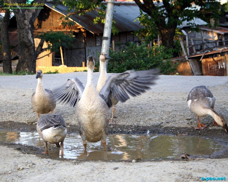 Flora and Fauna in Manipur during the summer heat of May 2012 ::  May 2012