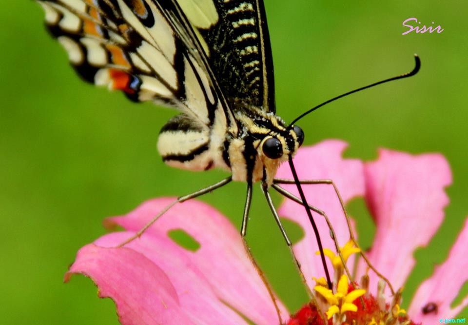 Butterfly as taken by Sisir Banga  :: 2012