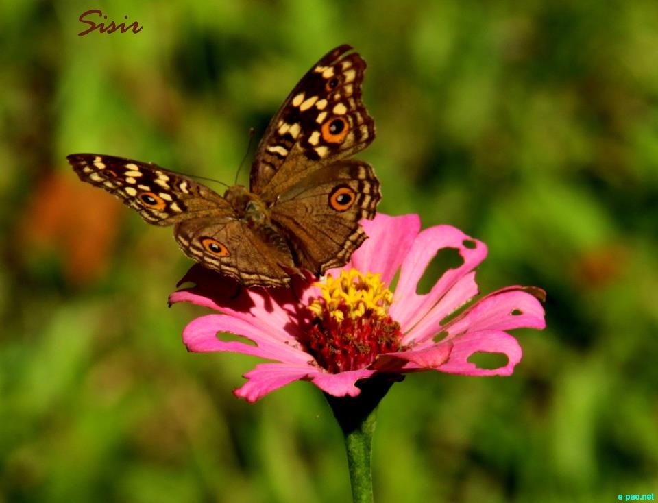 Butterfly as taken by Sisir Banga  :: 2012