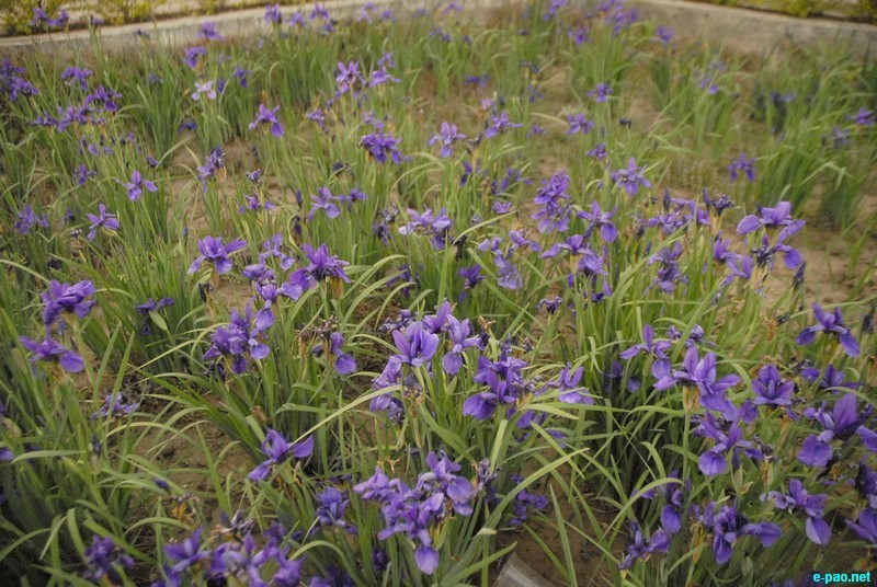 Kombirei - An indigenous flower from Manipur as captured through the lenses of Jinendra Maibam :: July 2012