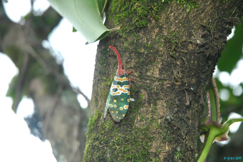 Flora and Fauna found in and nearby Langol Hills, Imphal :: 12th August 2012