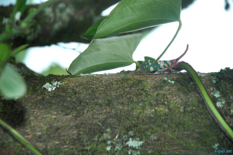 Flora and Fauna found in and nearby Langol Hills, Imphal :: 12th August 2012