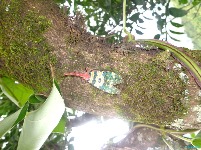 Flora and Fauna found in and nearby Langol Hills, Imphal :: 12th August 2012