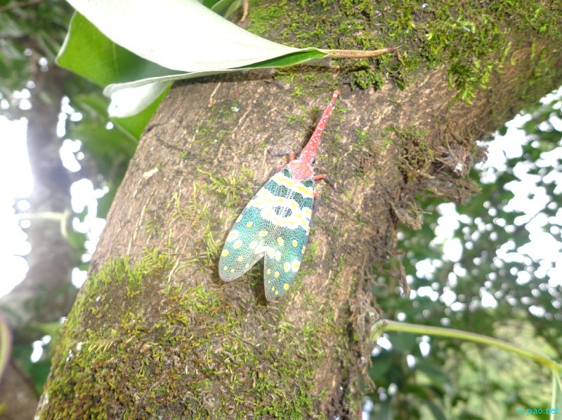 Flora and Fauna found in and nearby Langol Hills, Imphal :: 12th August 2012
