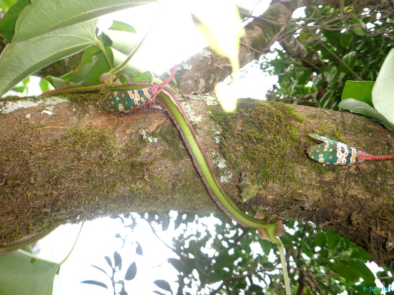 Flora and Fauna found in and nearby Langol Hills, Imphal :: 12th August 2012