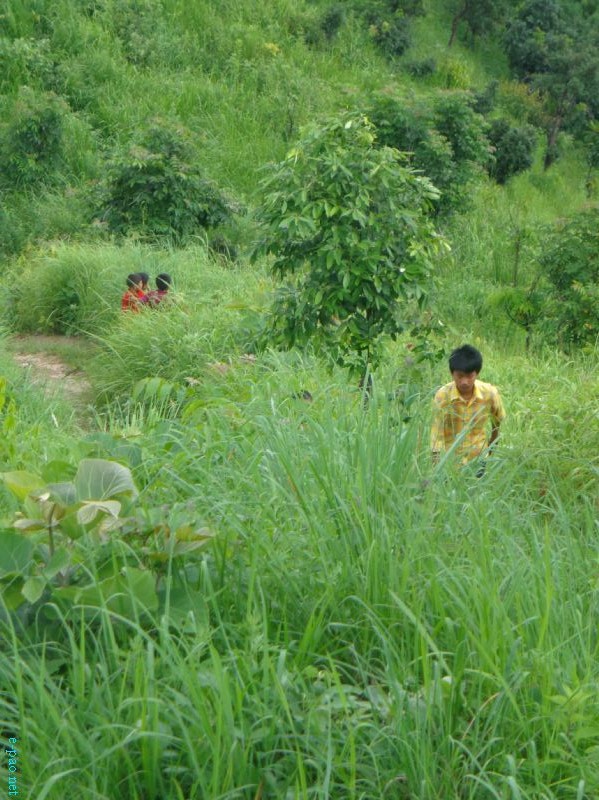 Flora and Fauna found in and nearby Langol Hills, Imphal :: 12th August 2012