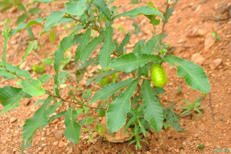 Flora and Fauna found in and nearby Langol Hills, Imphal :: 12th August 2012