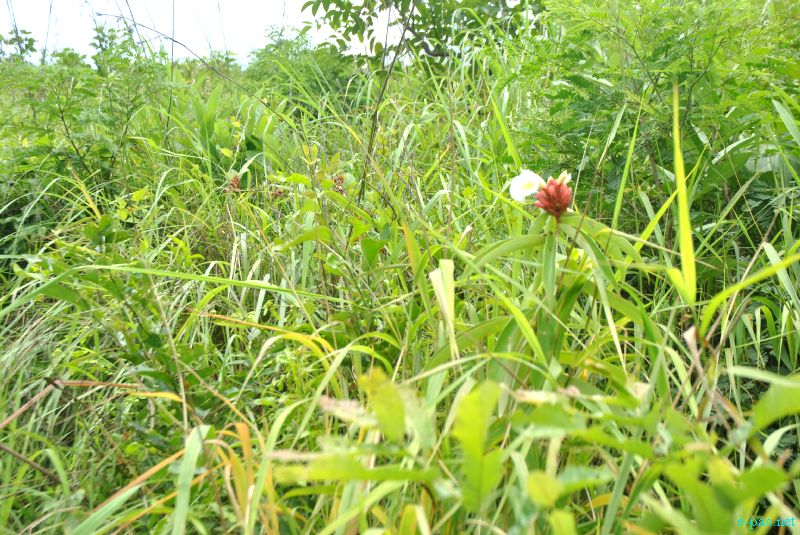 Flora and Fauna found in and nearby Langol Hills, Imphal :: 12th August 2012