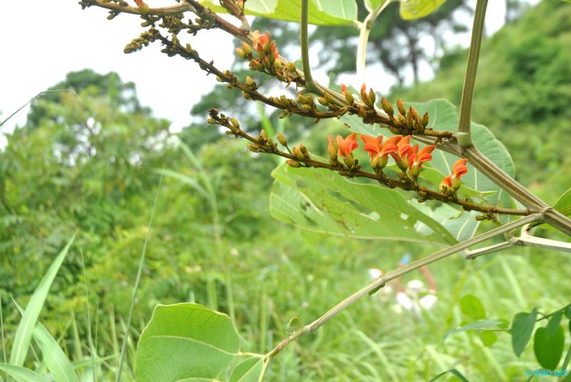 Flora and Fauna found in and nearby Langol Hills, Imphal :: 12th August 2012