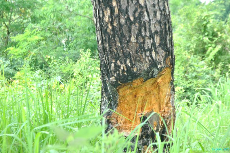 Flora and Fauna found in and nearby Langol Hills, Imphal :: 12th August 2012