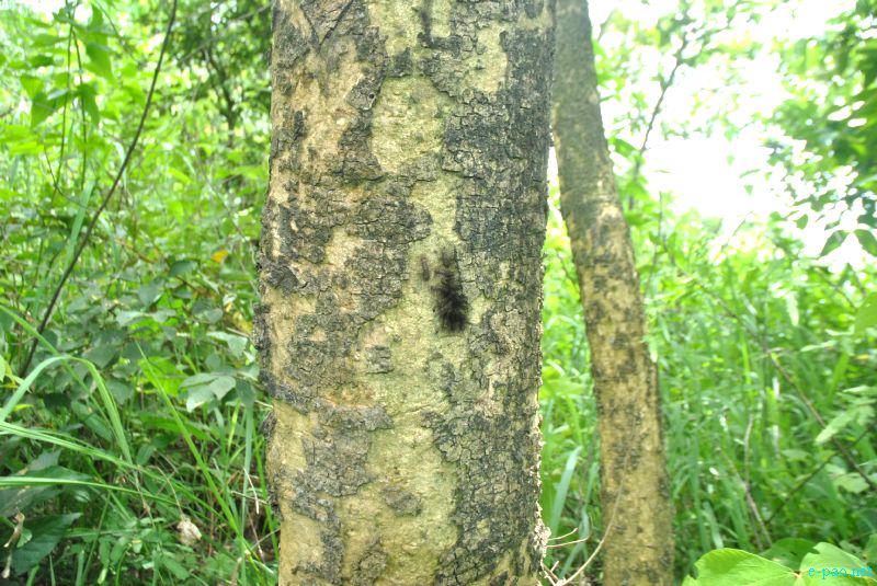 Flora and Fauna found in and nearby Langol Hills, Imphal :: 12th August 2012