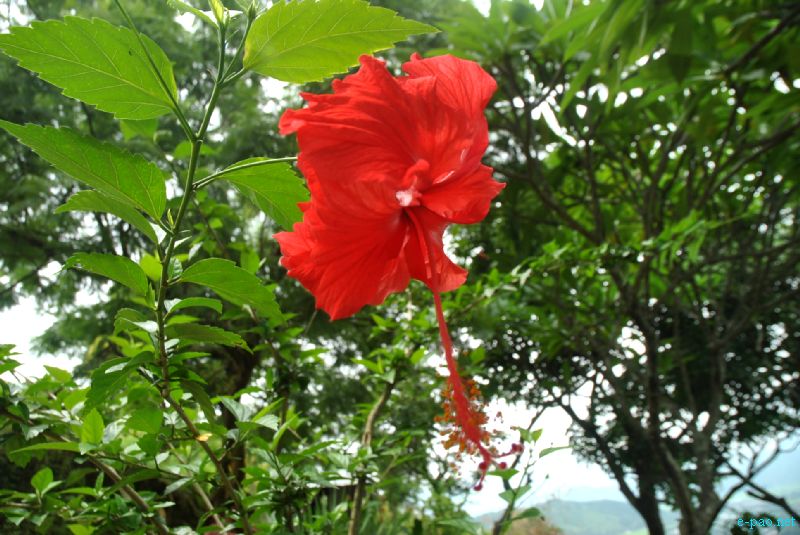 Flora and Fauna found in and nearby Langol Hills, Imphal :: 12th August 2012